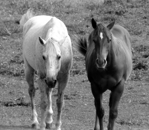 2_horses_cropped