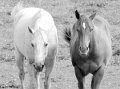 2_horses_cropped