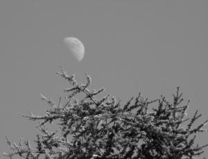 Moon_and_a_tree