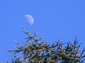 Moon_and_a_tree