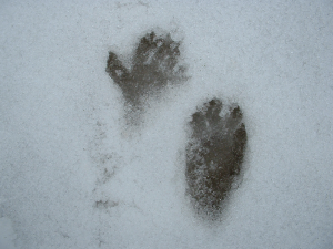 footprints10morguejpg