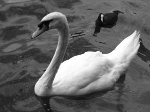 swan_and_friend