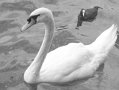 swan_and_friend