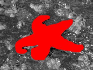 Skookumchuk_starfish1_38
