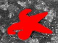 Skookumchuk_starfish1_44