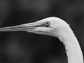 egret_face