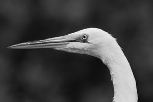 egret_face