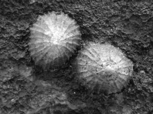 b7nature_animals_sea000