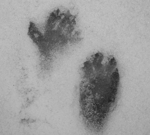 footprints10morguejpg