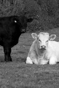 hotblack_20070901_cows