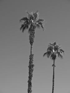 rollingroscoe__9231871