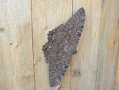 Moth061304_0679