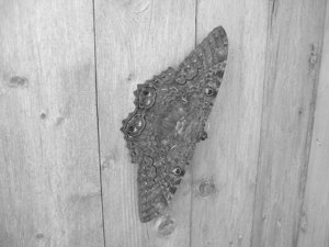 Moth061304_0679