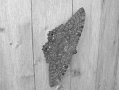 Moth061304_0679