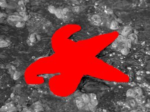 Skookumchuk_starfish1_44
