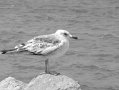 src_BW