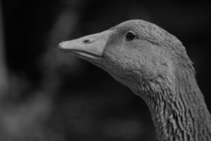 DSC_422910022