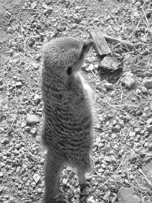 London_Zoo3