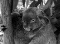 src_BW