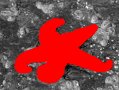 Skookumchuk_starfish1_41