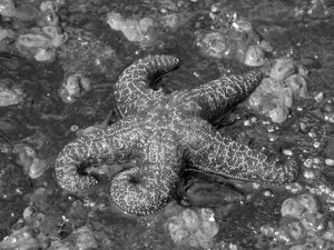 Skookumchuk_starfish1