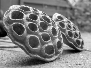 b2pods001