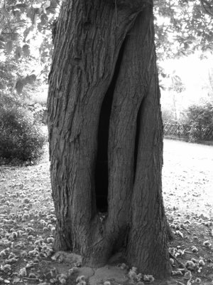 b7nature_trees002