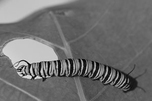 caterpiller