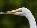 egret_face