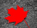 leafpav_27