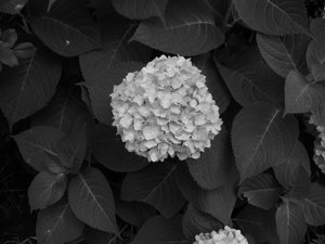nitpix_P1280114