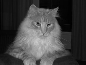 oscar2005_05_07