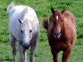 2_horses_cropped