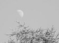 Moon_and_a_tree