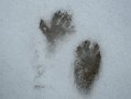 footprints10morguejpg