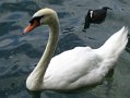 swan_and_friend