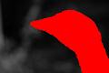Click for preview picture of "DSC_422910022_21 (300 x 200)"