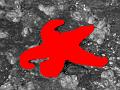 Click for preview picture of "Skookumchuk_starfish1_38 (300 x 225)"